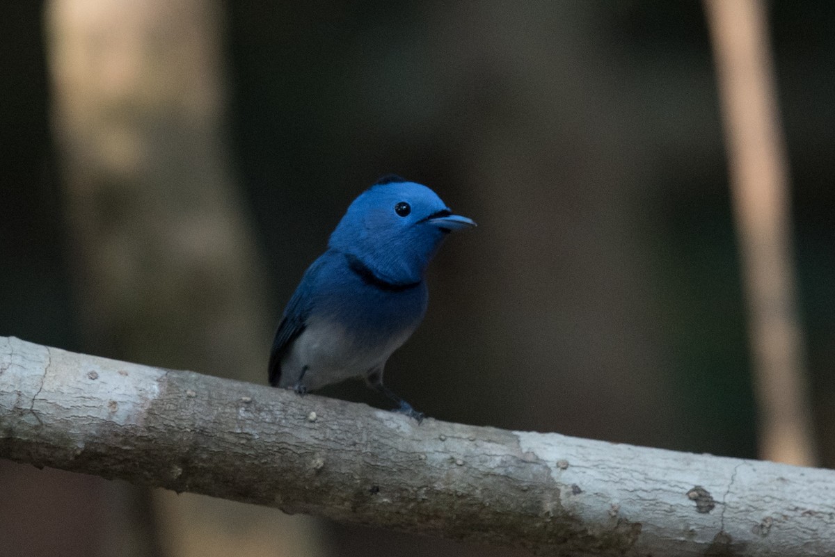 Black-naped Monarch - ML613696856