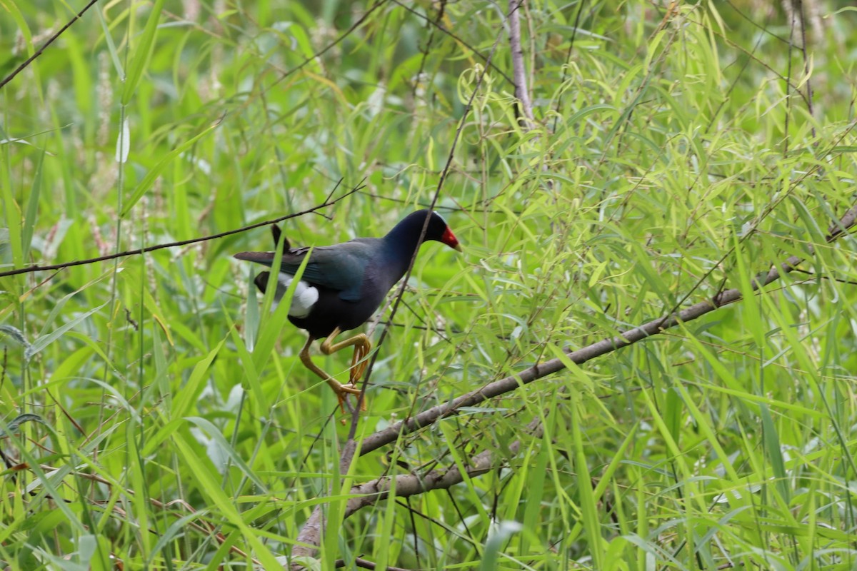 Purple Gallinule - Kevlin Mar