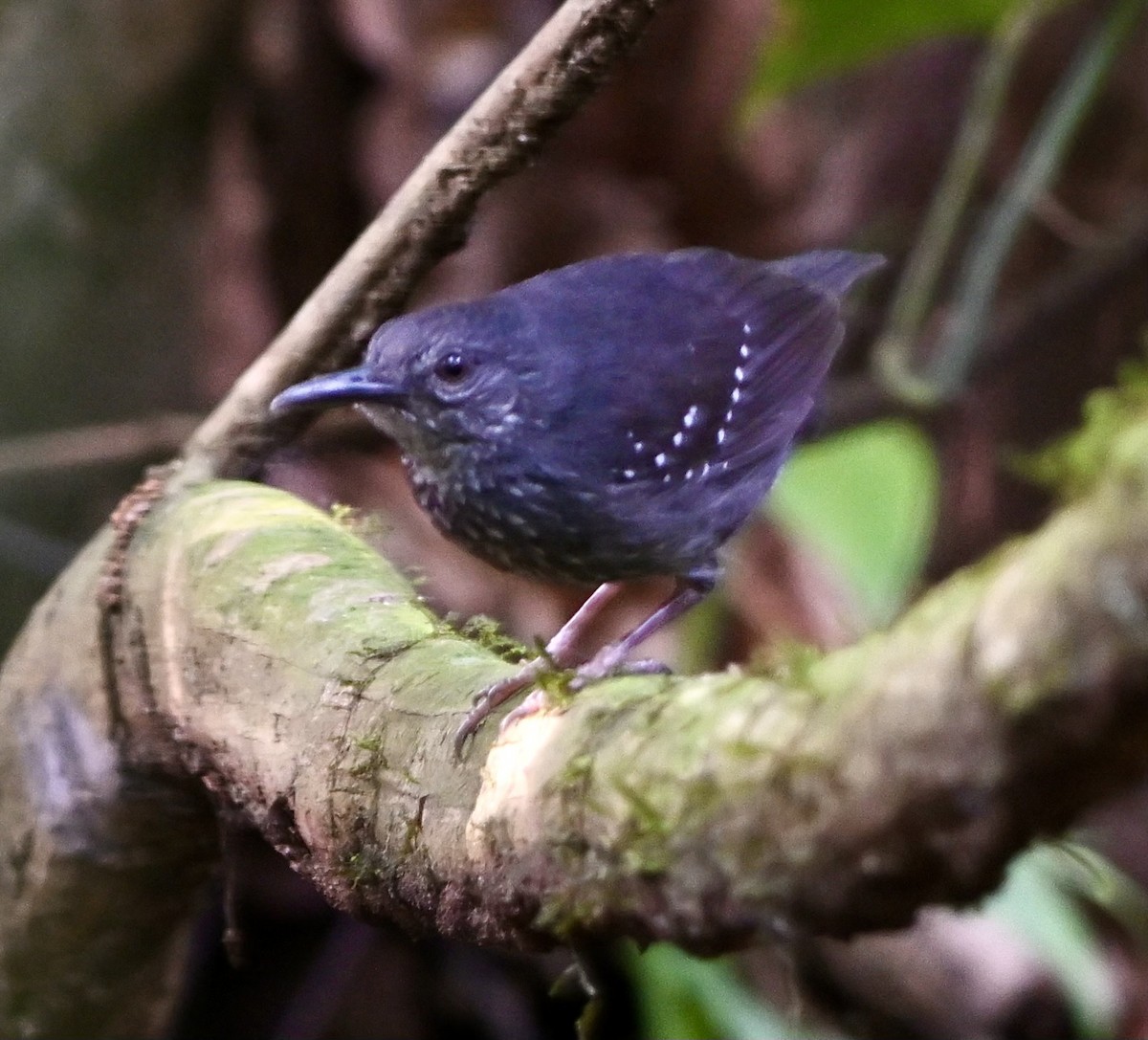 Blackish Antbird - Charlotte Pavelka & Doug Reitz