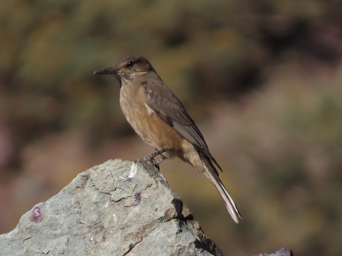 Black-billed Shrike-Tyrant - ML613696973