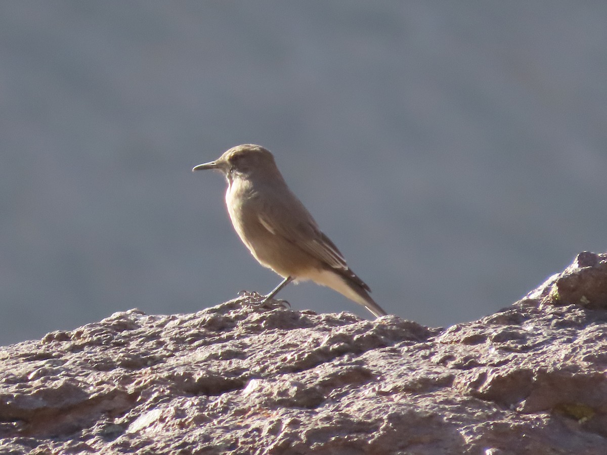 Black-billed Shrike-Tyrant - ML613696975