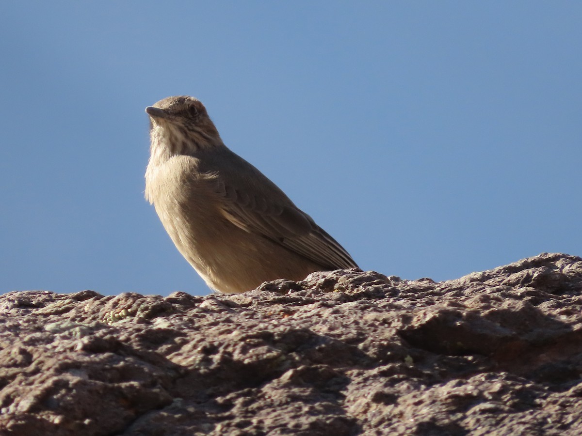 Black-billed Shrike-Tyrant - ML613696976