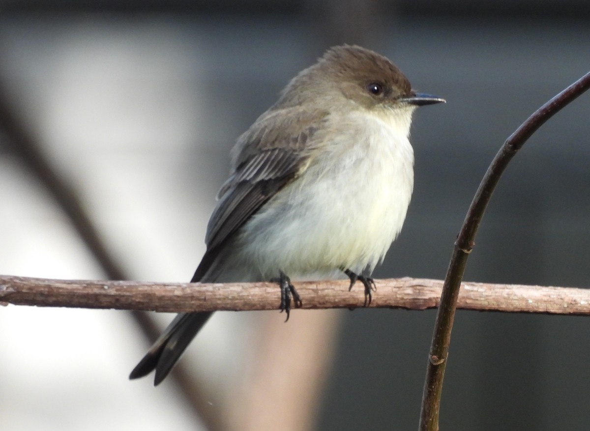 Eastern Phoebe - ML613697020