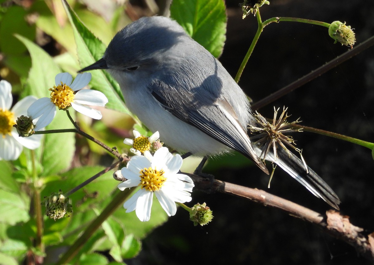 Blue-gray Gnatcatcher - ML613697047