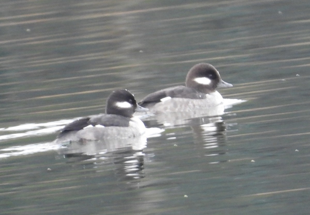 Bufflehead - ML613697056