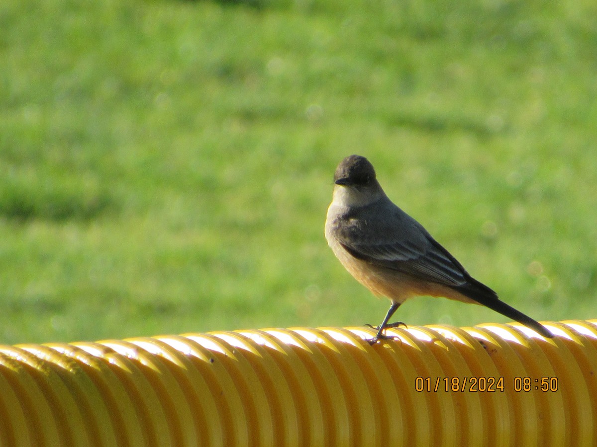 Say's Phoebe - ML613697254