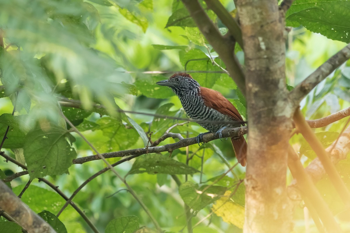 Chestnut-backed Antshrike - ML613697286