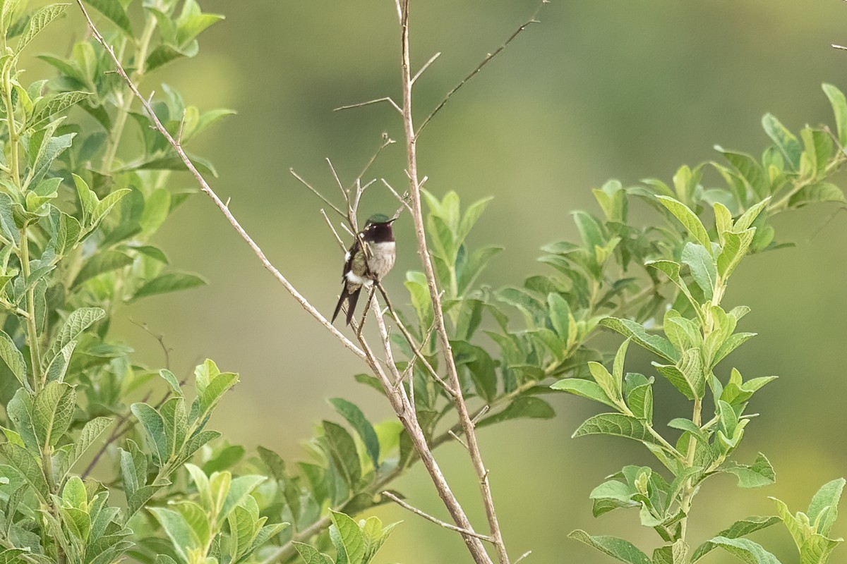 Amethyst Woodstar - ML613697298