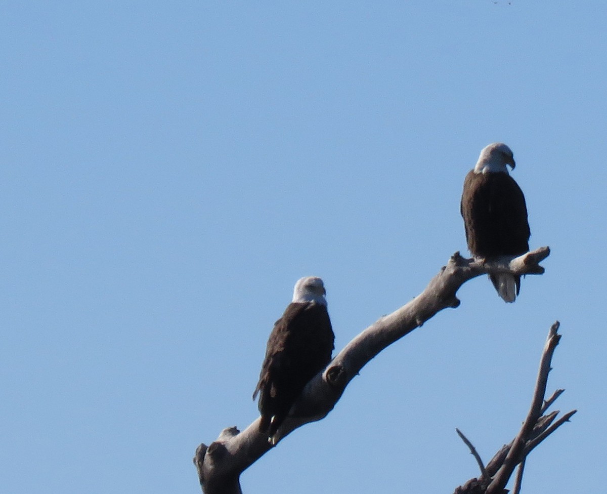 Bald Eagle - ML613697310