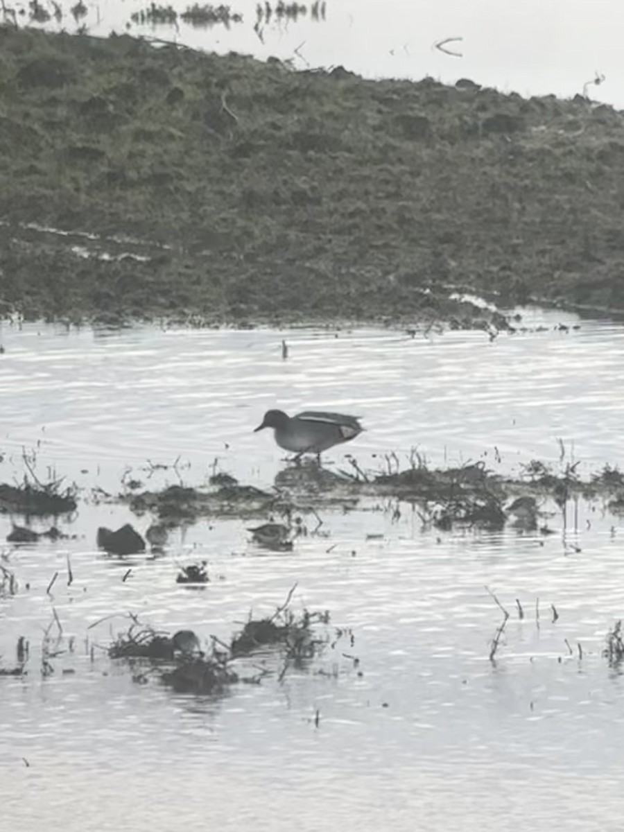 Green-winged Teal (Eurasian) - ML613697330