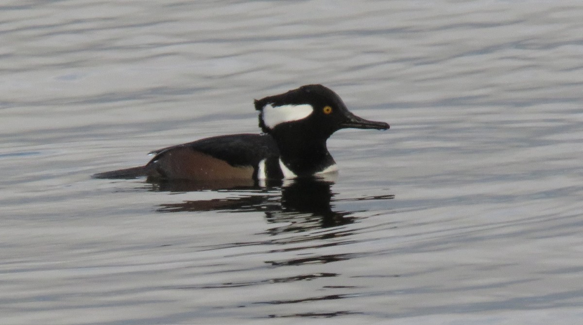 Hooded Merganser - ML613697417