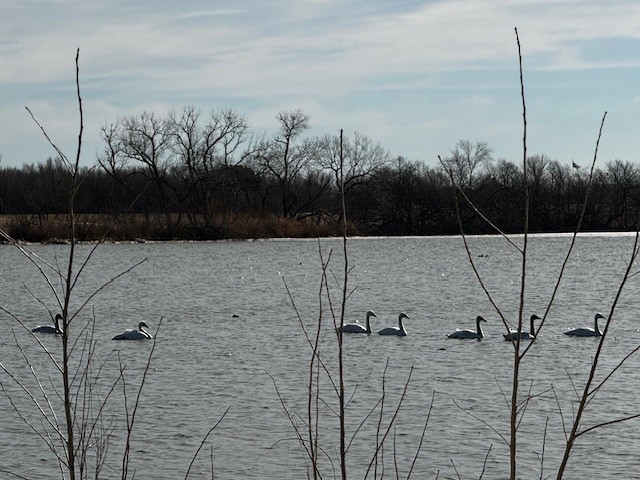 Tundra Swan - Tiffany Rice