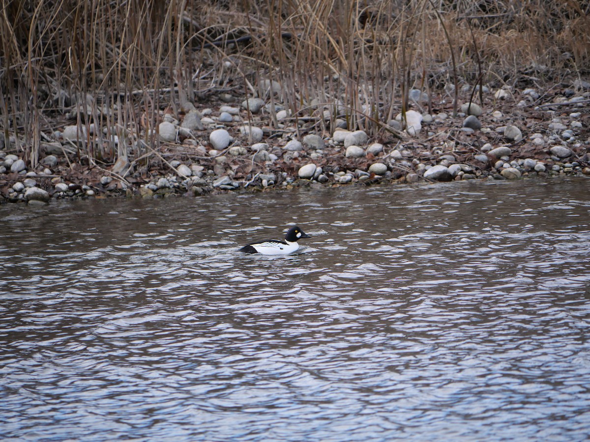 Common Goldeneye - ML613697433