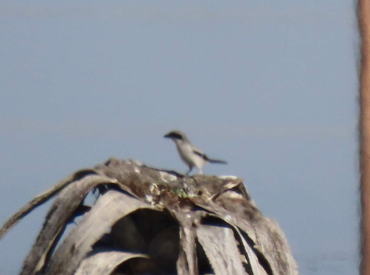 Loggerhead Shrike - ML613697434