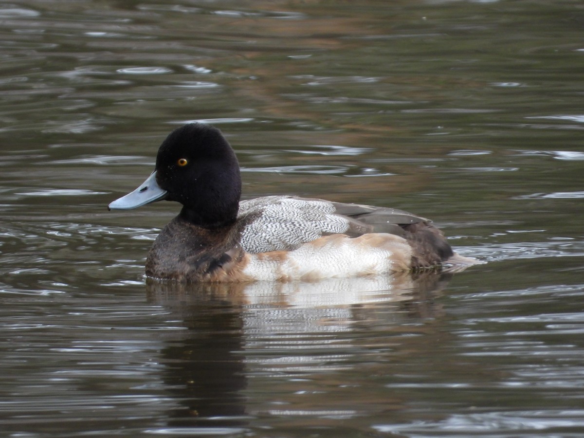 Lesser Scaup - ML613697446