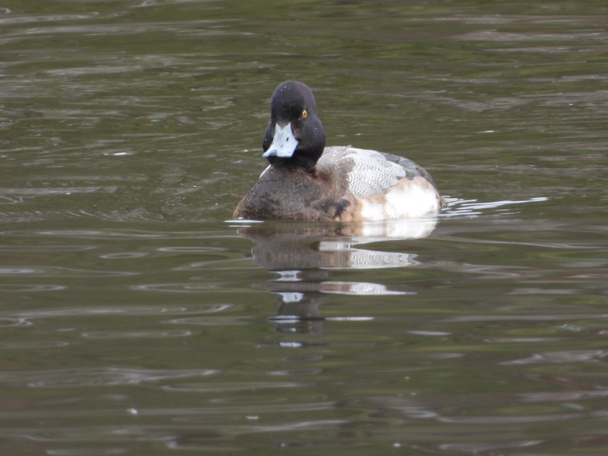 Lesser Scaup - ML613697448