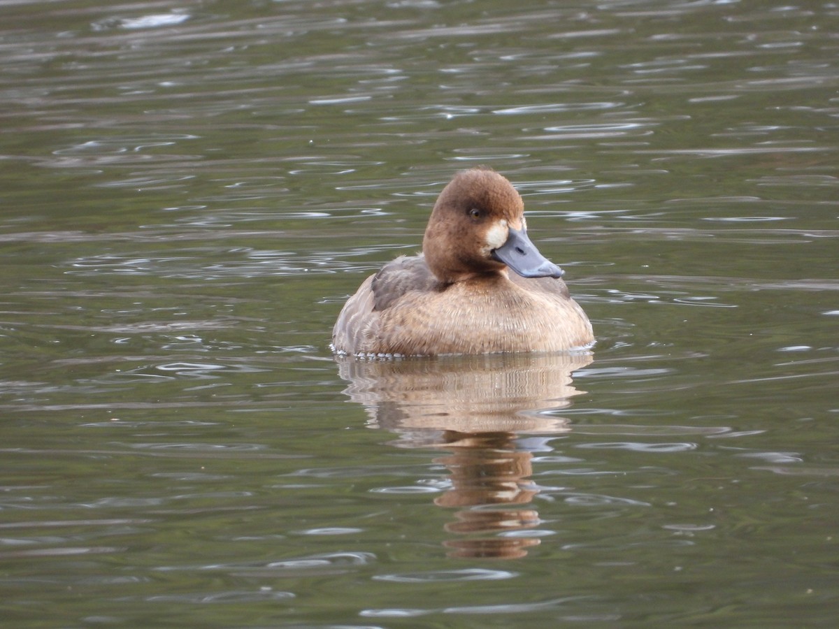 Lesser Scaup - ML613697453