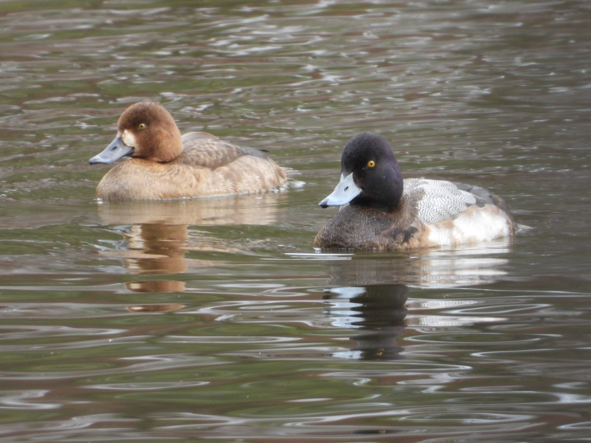 Lesser Scaup - Jeff Fengler