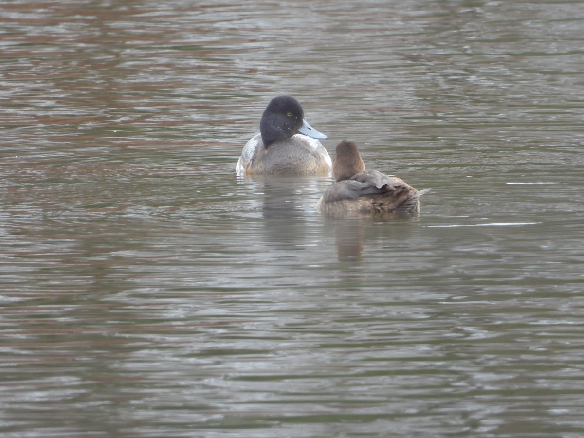 Lesser Scaup - ML613697455