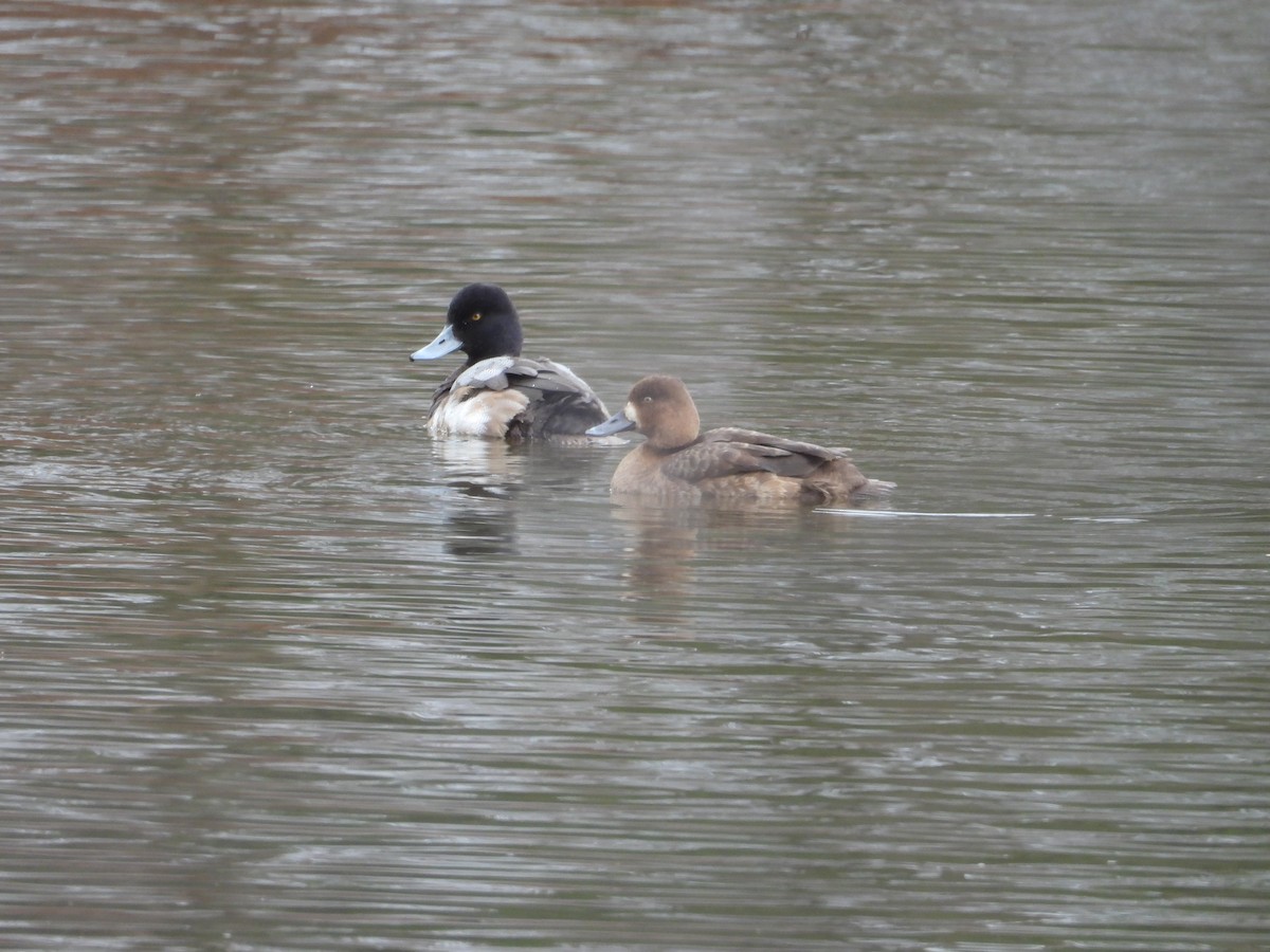 Lesser Scaup - ML613697456