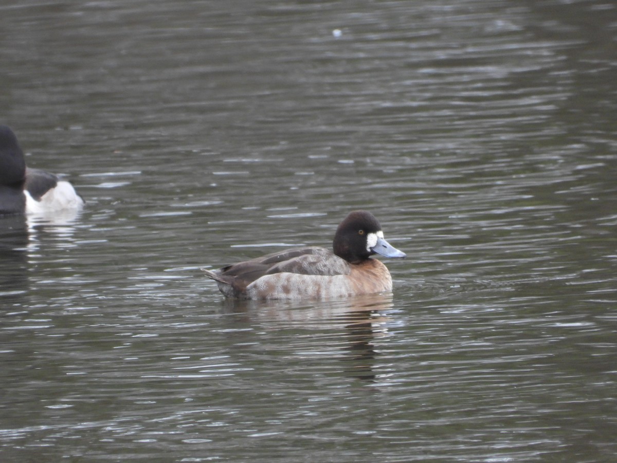 Lesser Scaup - ML613697457