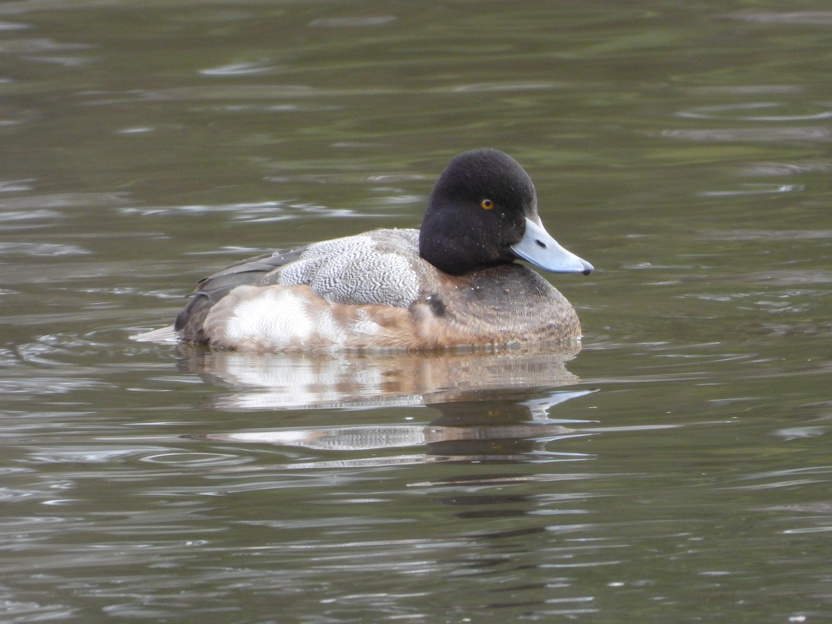 Lesser Scaup - ML613697458