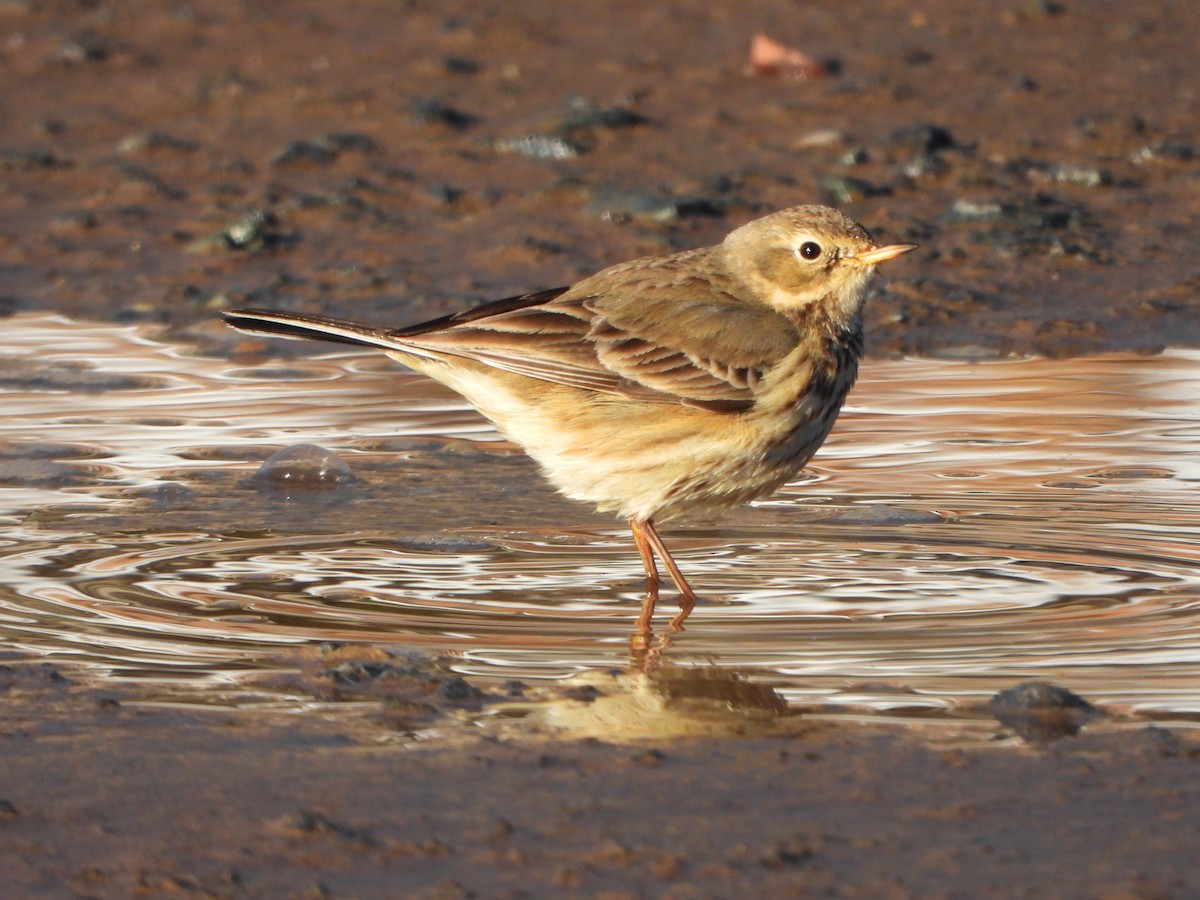 American Pipit - ML613697468