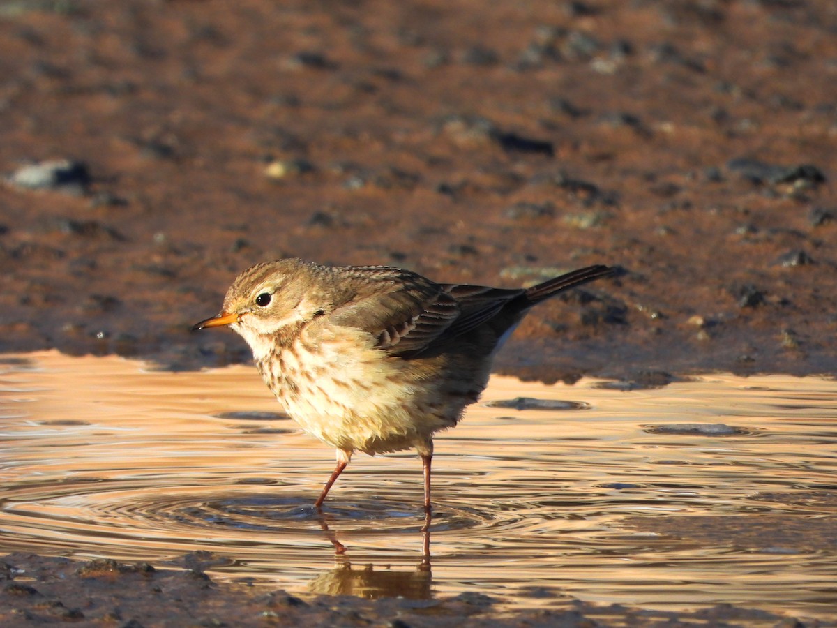 American Pipit - ML613697482