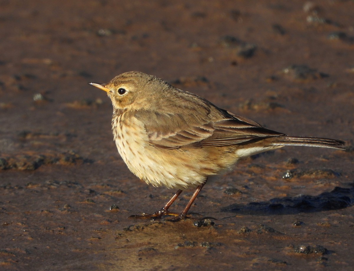 American Pipit - ML613697488