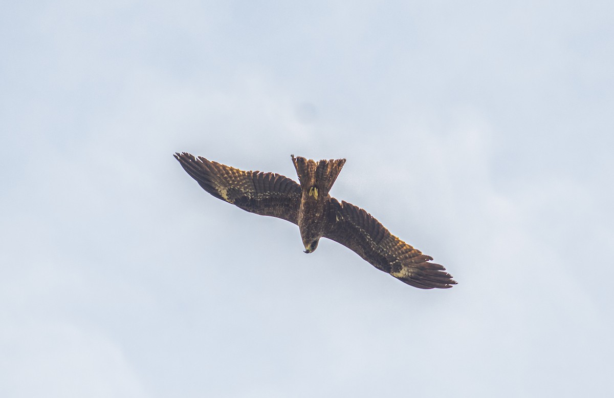 Black Kite - ML613697490