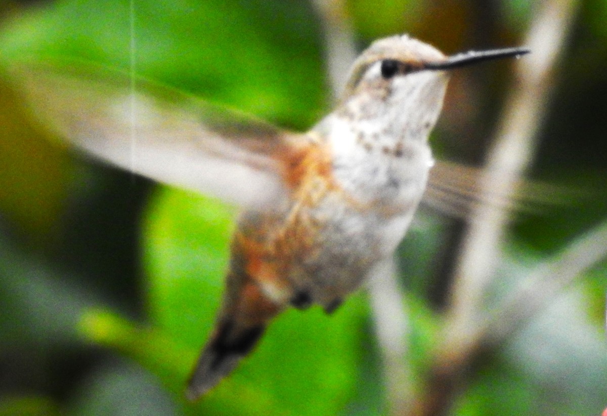 Rufous/Allen's Hummingbird - ML613697493
