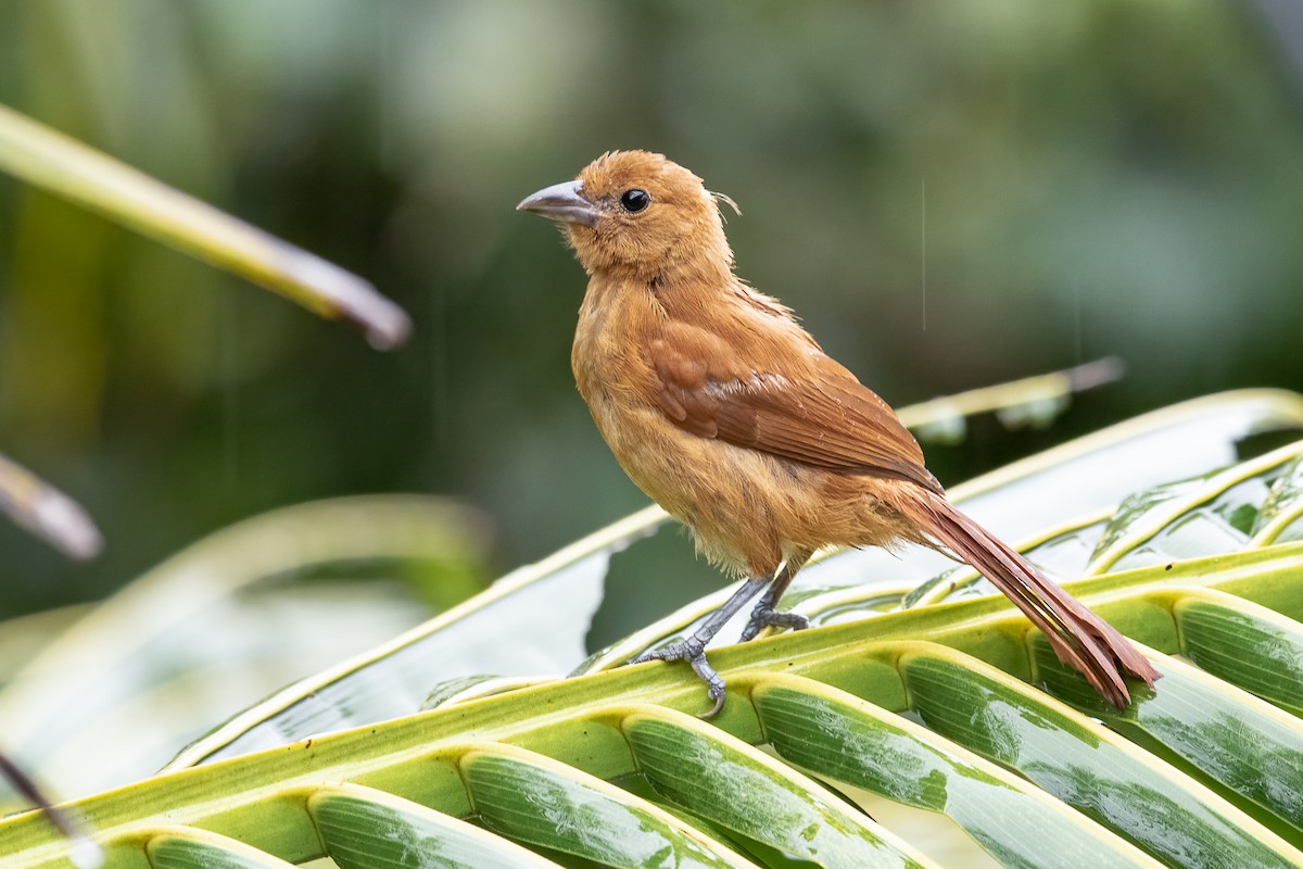 White-lined Tanager - ML613697500