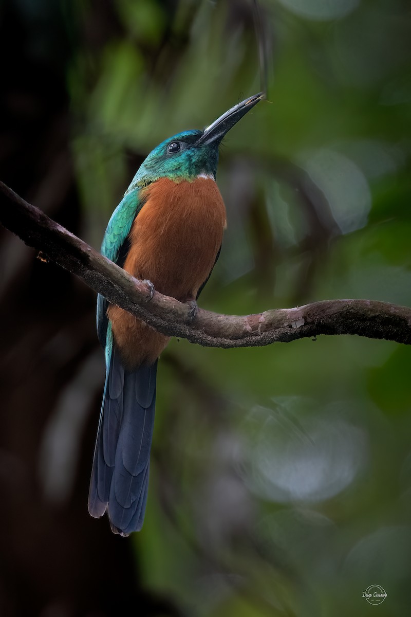 Great Jacamar - ML613697502