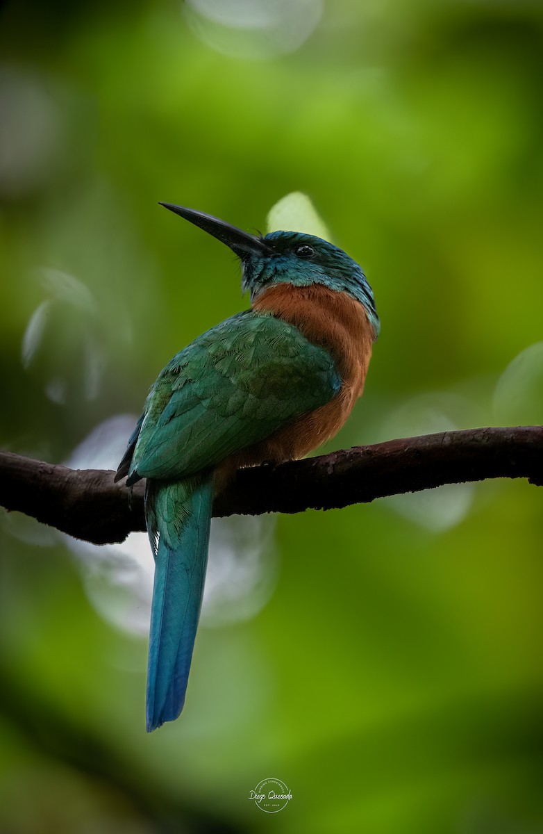 Great Jacamar - ML613697503