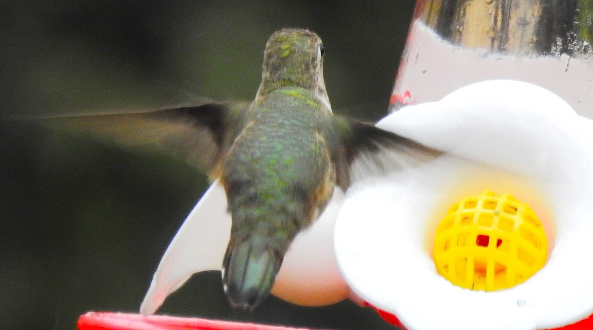 Rufous/Allen's Hummingbird - Patti Armistead