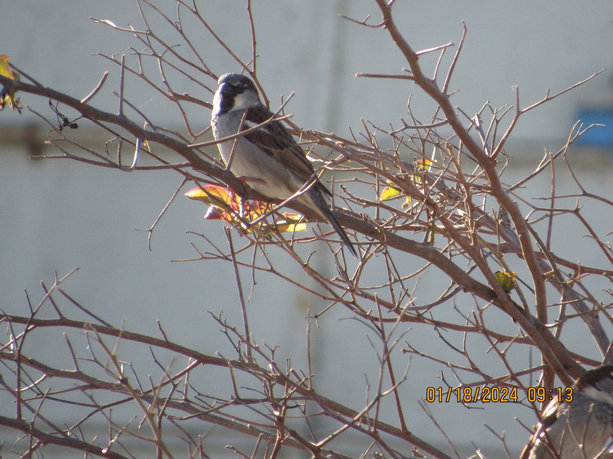 House Sparrow - crdf bird