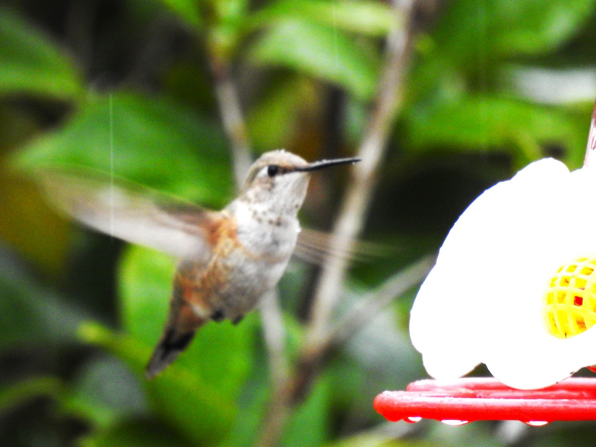 Rufous/Allen's Hummingbird - ML613697536