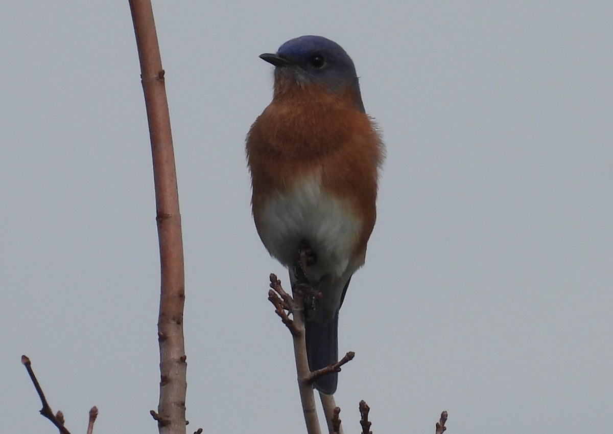 Eastern Bluebird - ML613697559