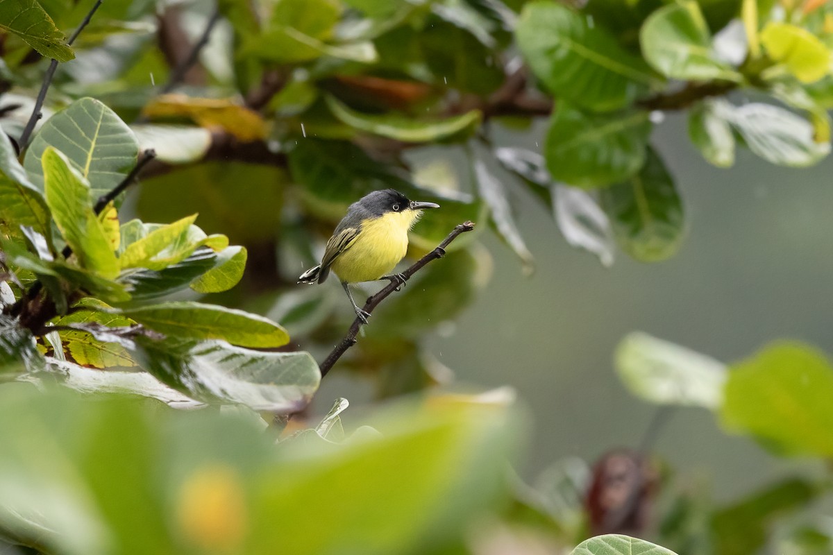 Common Tody-Flycatcher - ML613697586