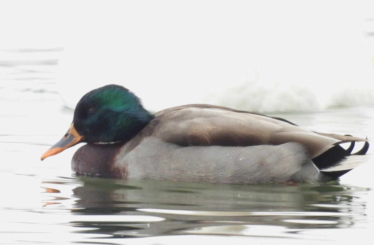 Mallard - Joanne Muis Redwood
