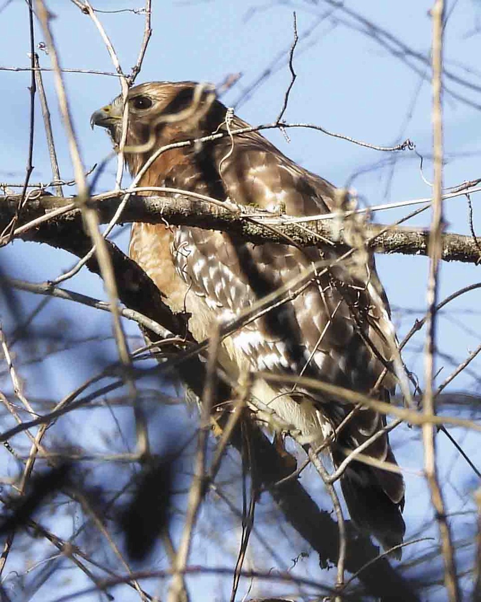 Red-shouldered Hawk - ML613697676