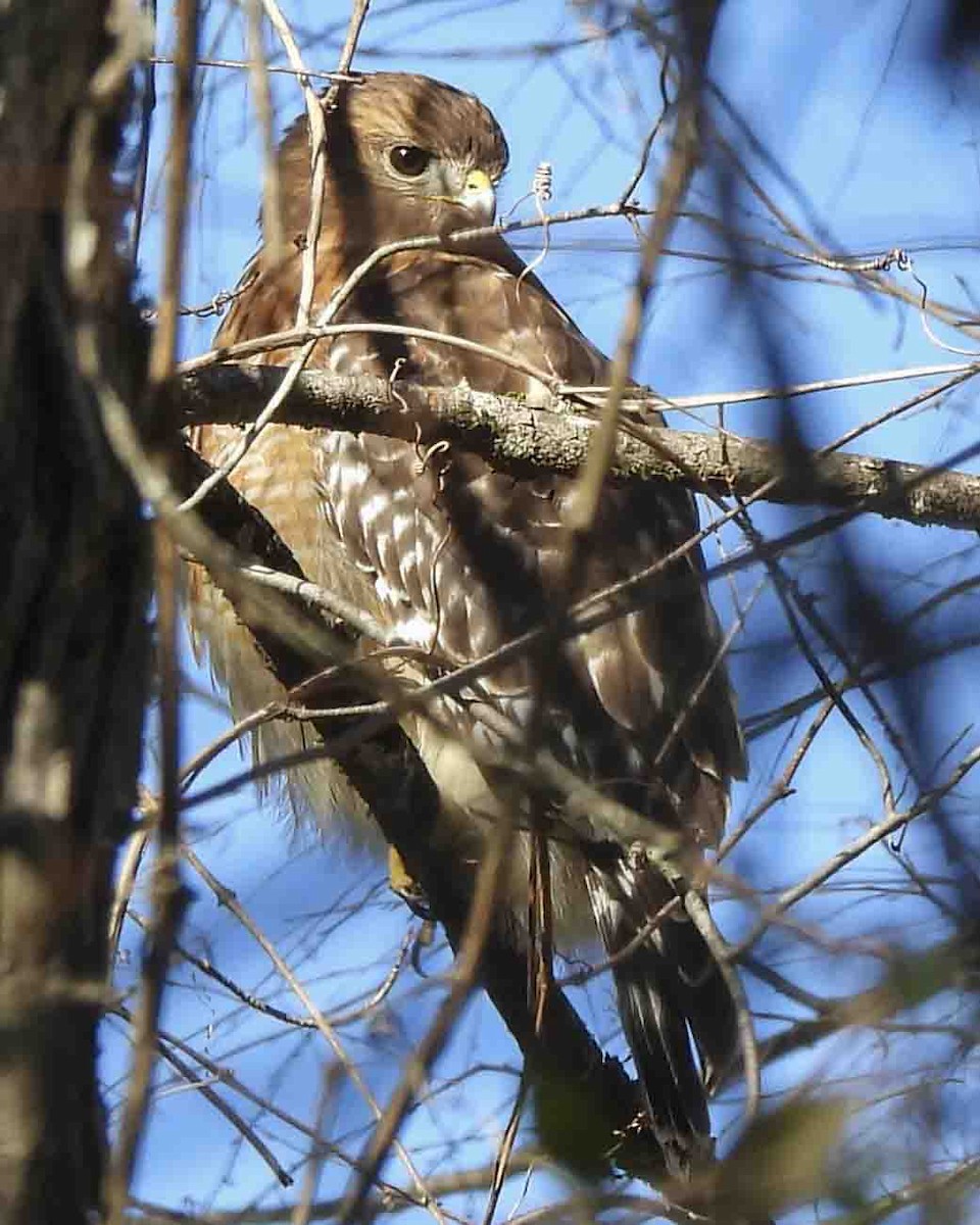 Red-shouldered Hawk - ML613697677