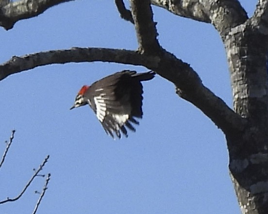 Pileated Woodpecker - ML613697698