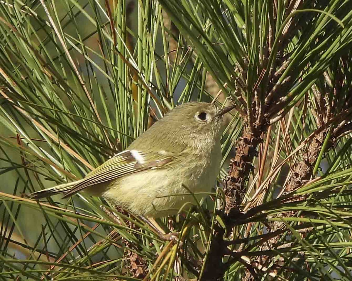 Ruby-crowned Kinglet - ML613697711