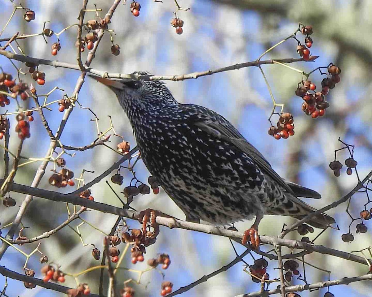 European Starling - ML613697719