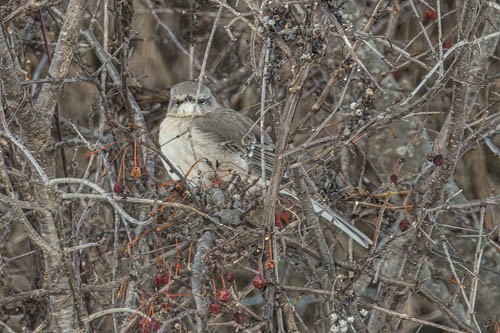 Northern Mockingbird - ML613697741