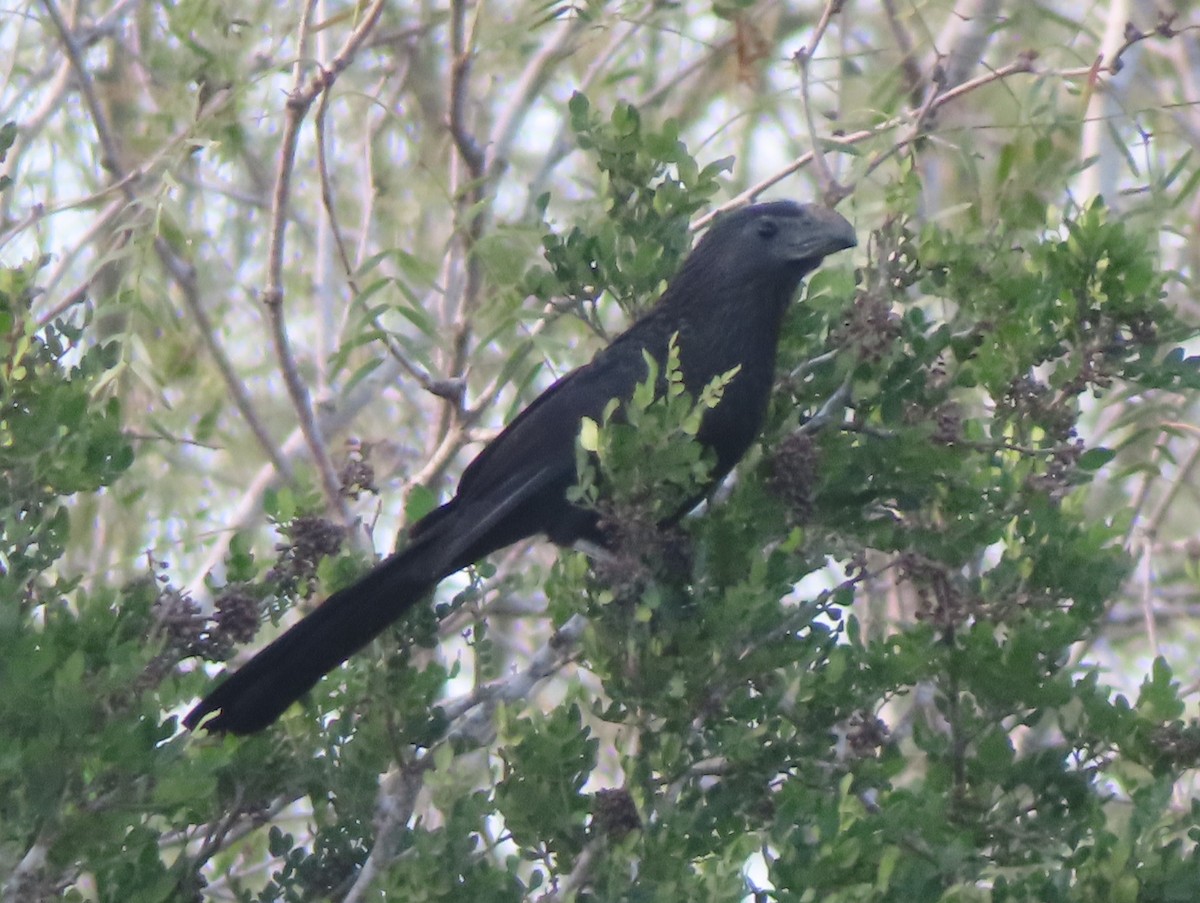 Groove-billed Ani - ML613697754