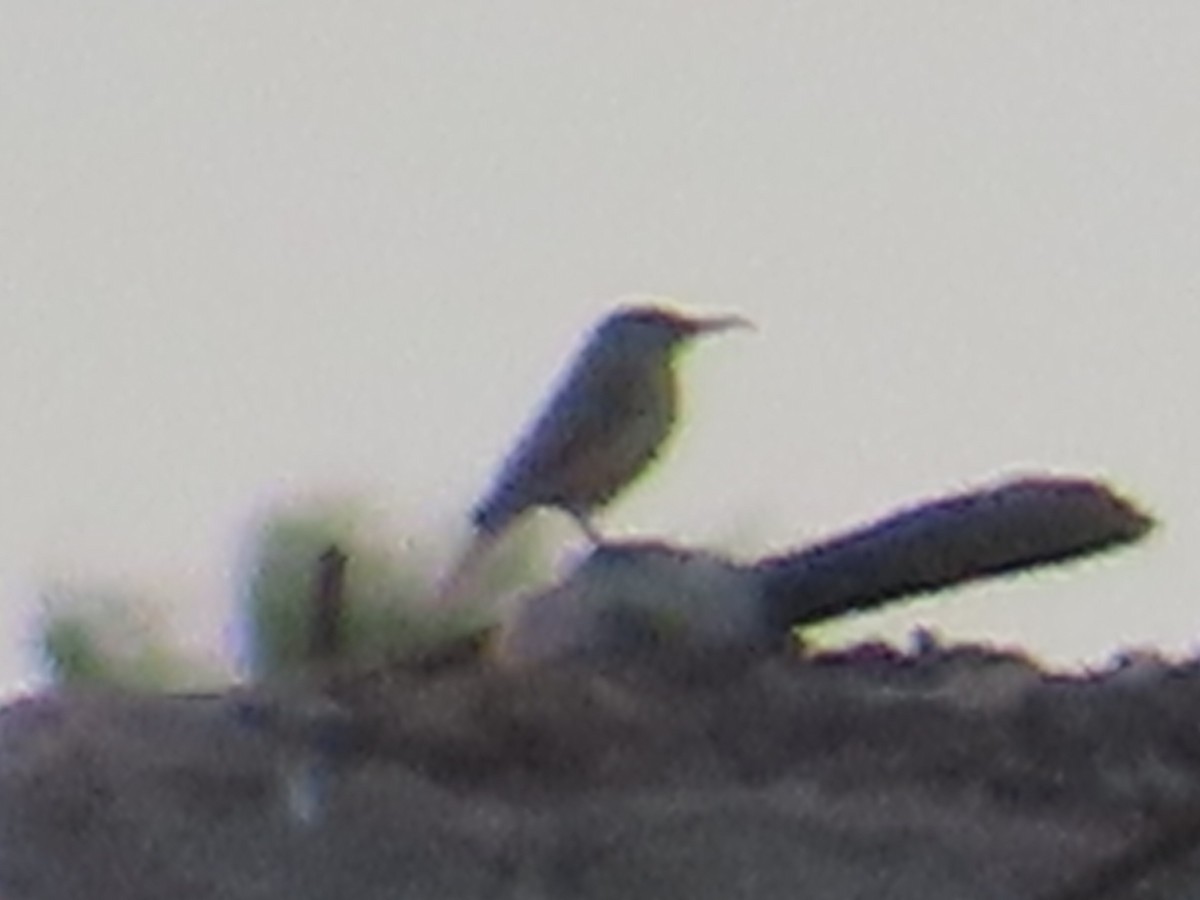 Rock Wren - ML613697756