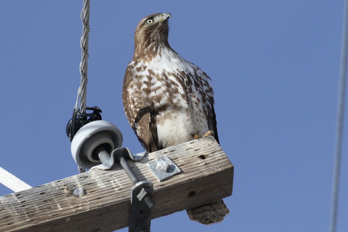 Red-tailed Hawk - ML613697810