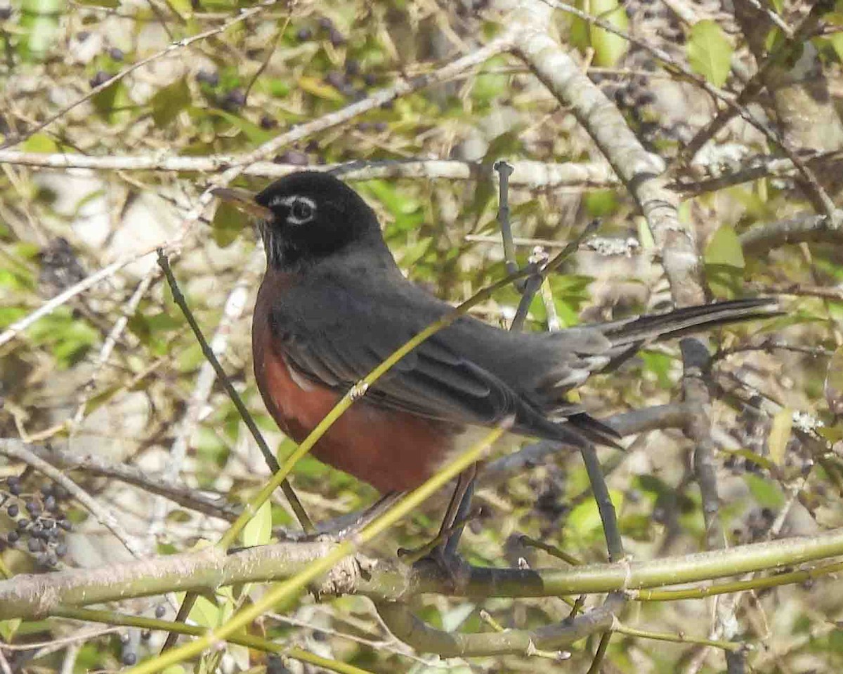 American Robin - ML613697818